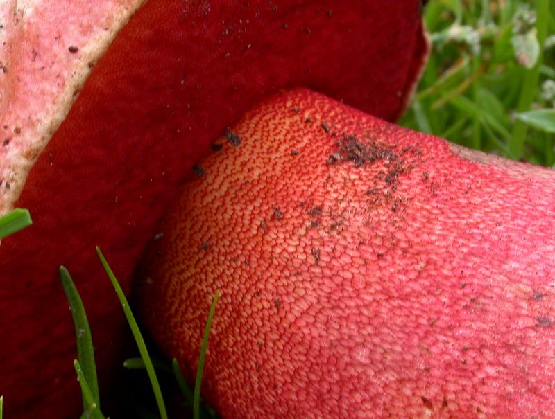 Boletus rhodoxanthus - discussione